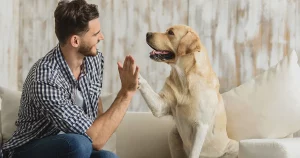 How does in-home euthanasia work